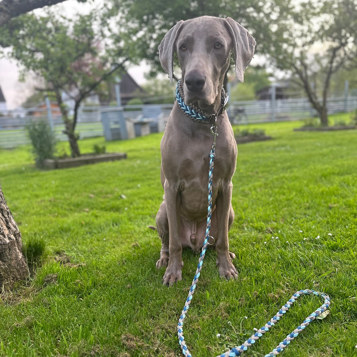 Paracordleine Petrol